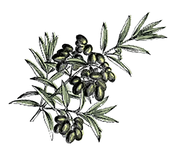 Olive branch