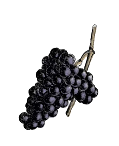Red Grapes